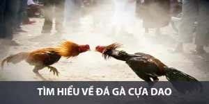 Đá Gà Cựa Dao – Trường Đấu Đầy Sôi Động Và Kịch Tính