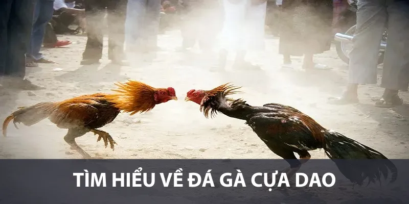 Đá Gà Cựa Dao – Trường Đấu Đầy Sôi Động Và Kịch Tính